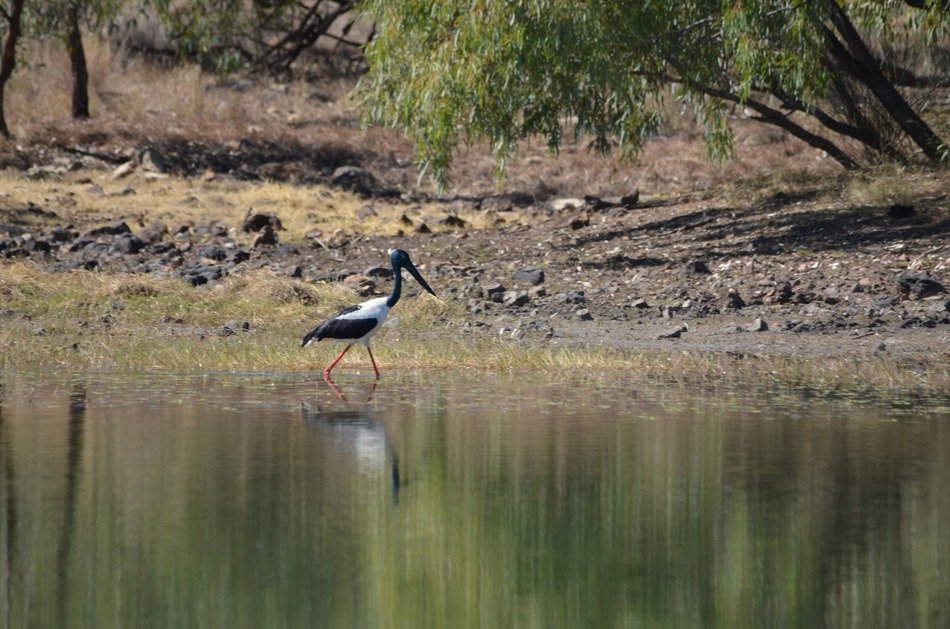 Jabaroo in water