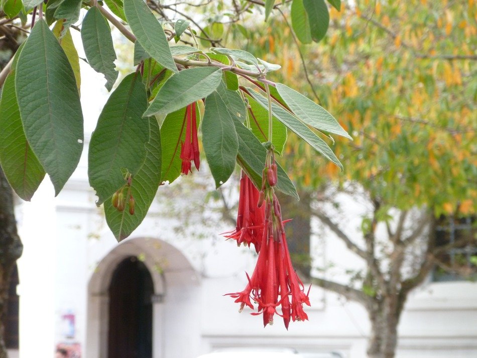 Сuenca Ecuador