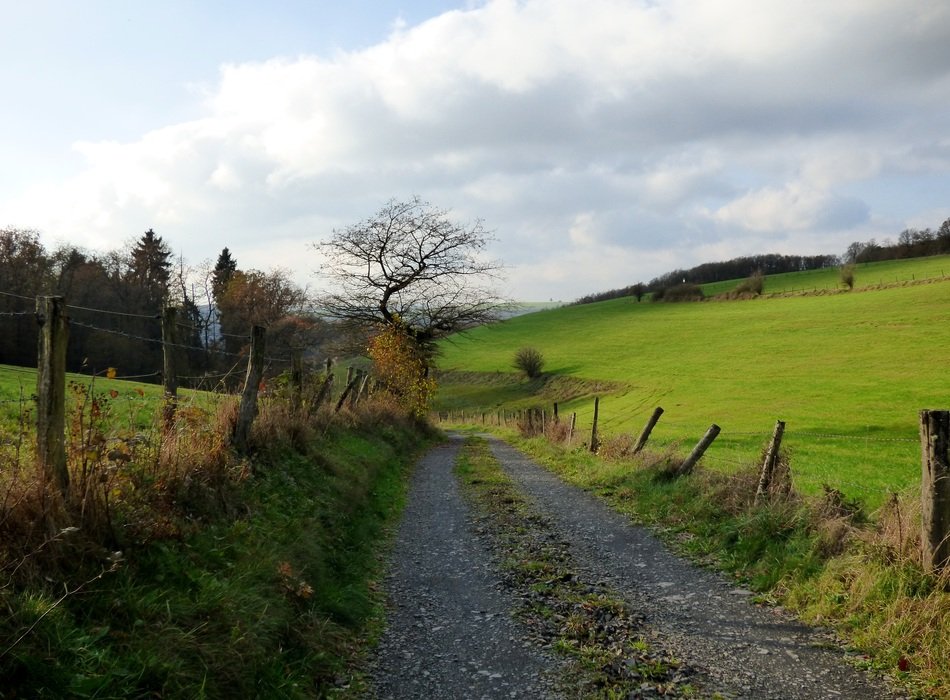 road near the fence and trees