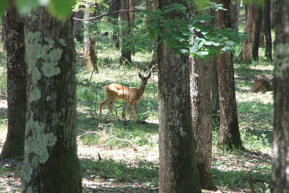 Beautiful and colorful deer among the trees in the forest in light