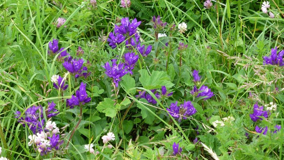 mountain flowers in Allgäu