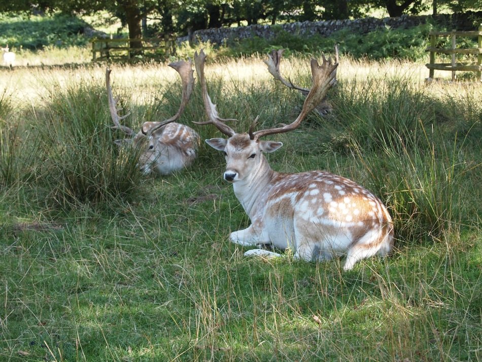 two deer with beautiful horns lie in the park