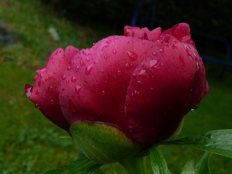 purple flower in droplets closeup