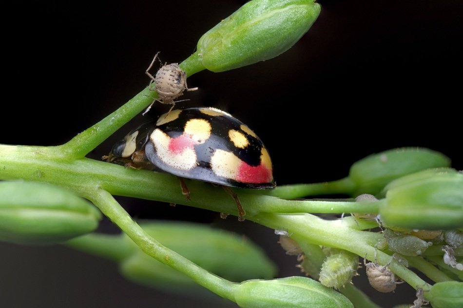 Ladybug and aphids