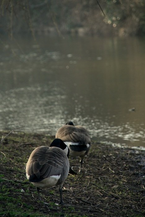 walking geese on the river bank