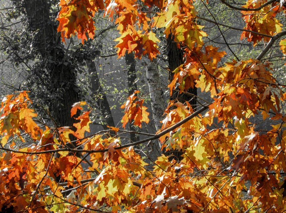maple tree in the autumn forest