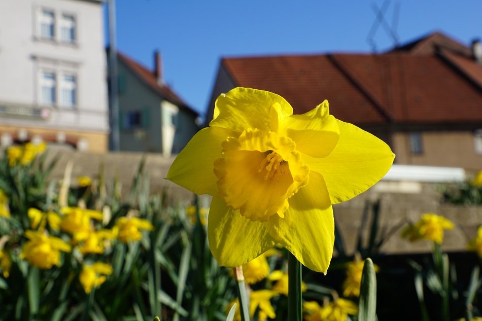 yellow daffodils on the street