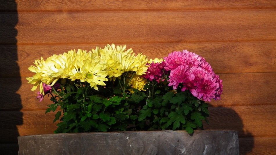 autumn flowers near the wall