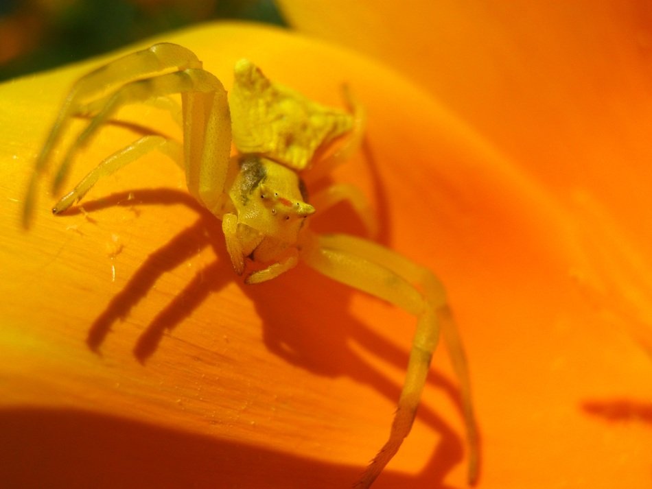 Yellow spider closeup