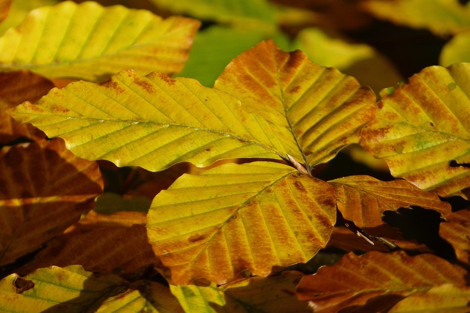 Beech Golden-yellow leaves