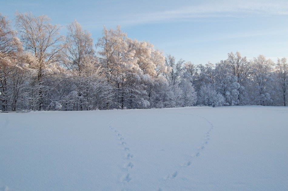 footprints in the snow against the backdrop of the winter forest