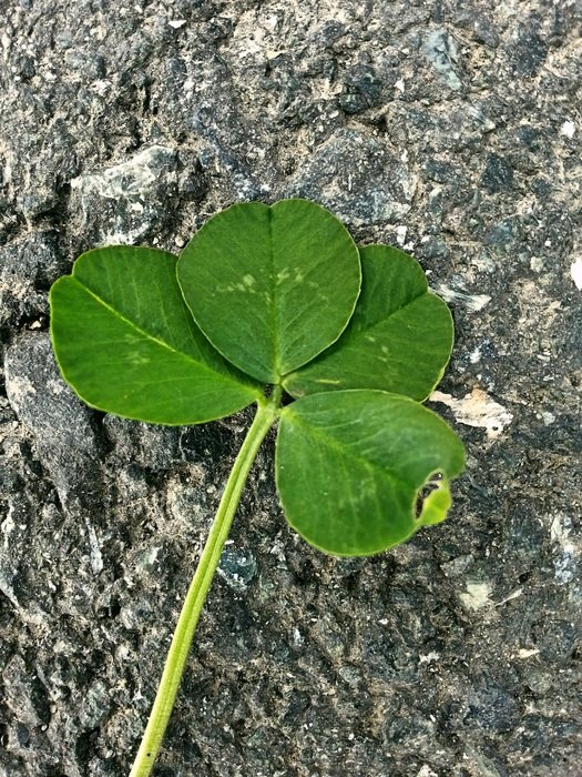 four leaf clover on the ground