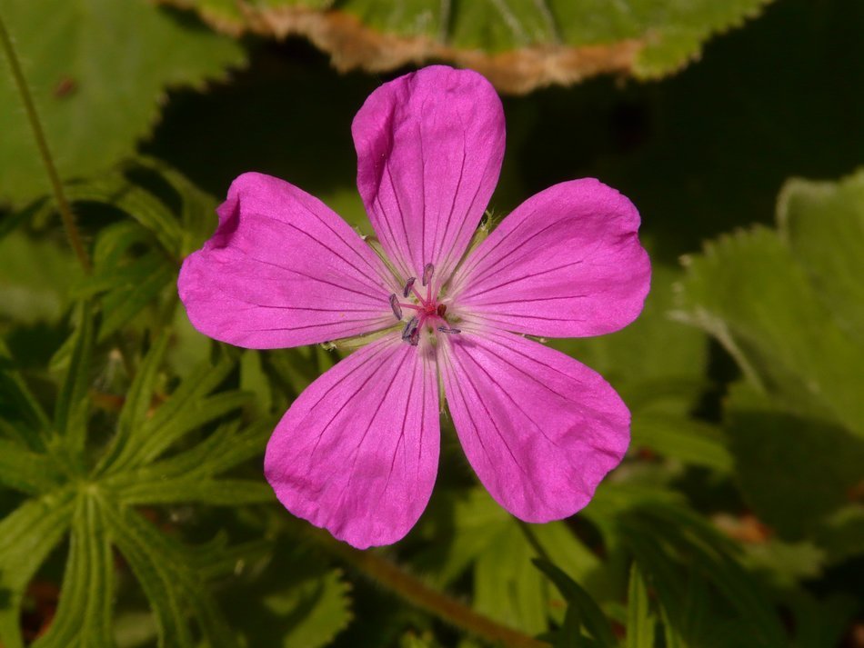 bloody cranesbill blossom