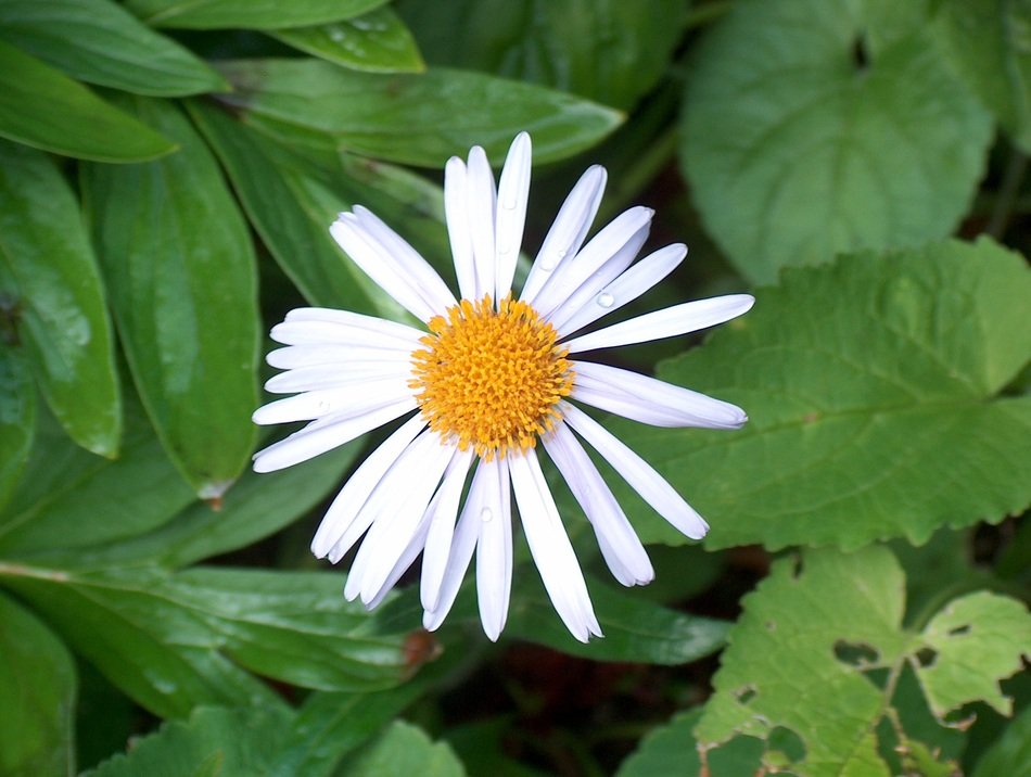 amazing blossom of spring flowers