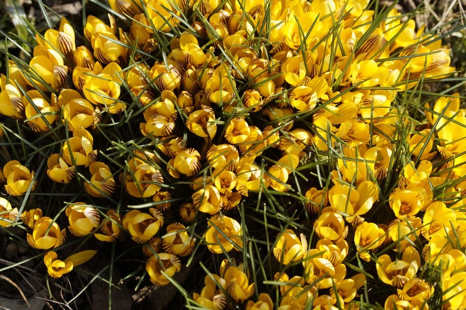 many blooming crocuses in the garden close-up