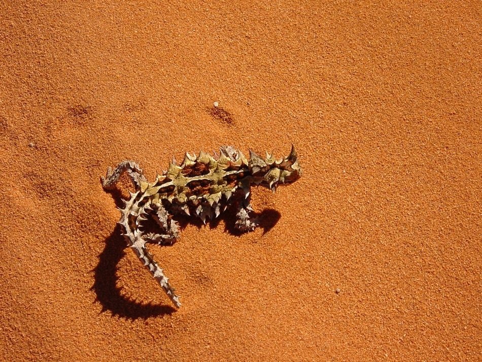 thorny dragon devil