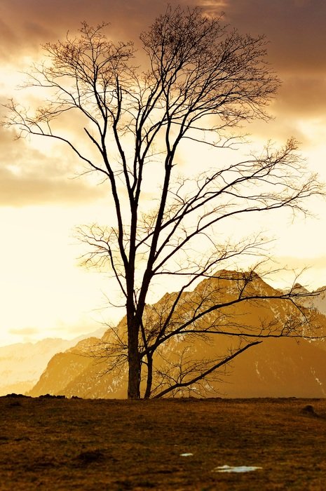tree without foliage near the mountain