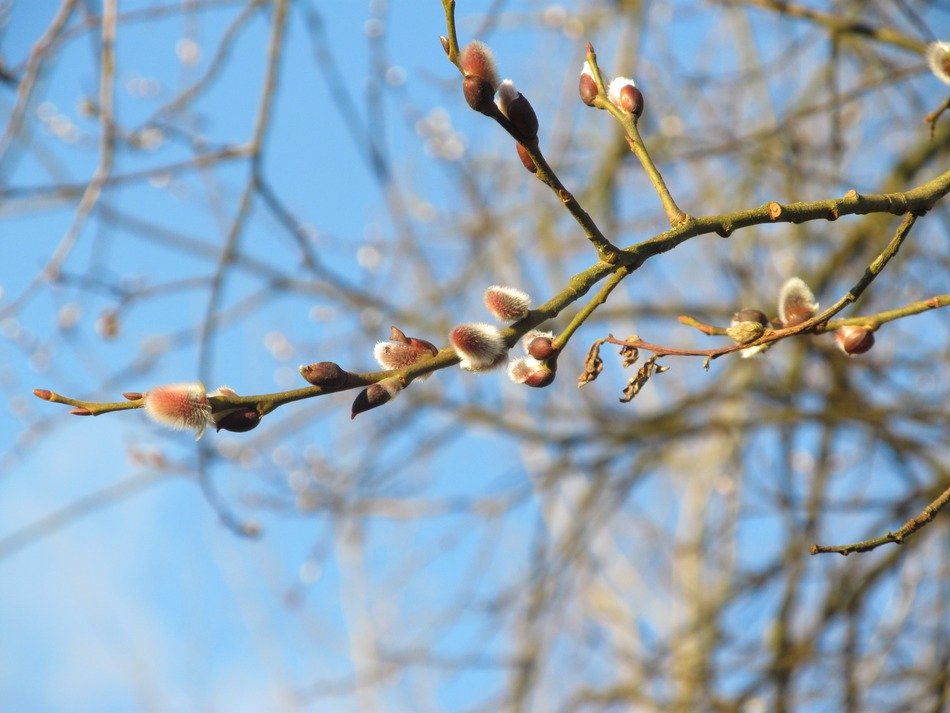 willow fluffy buds