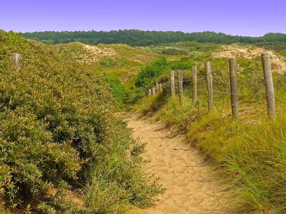 bush at path on sand dune