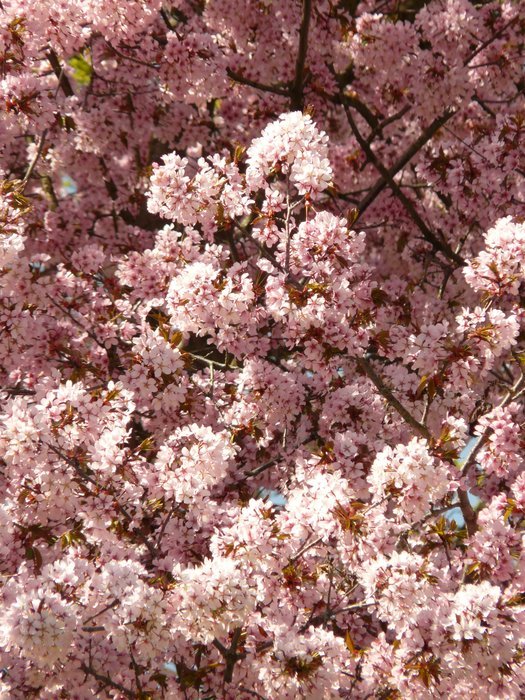 magnificent bloom cherry