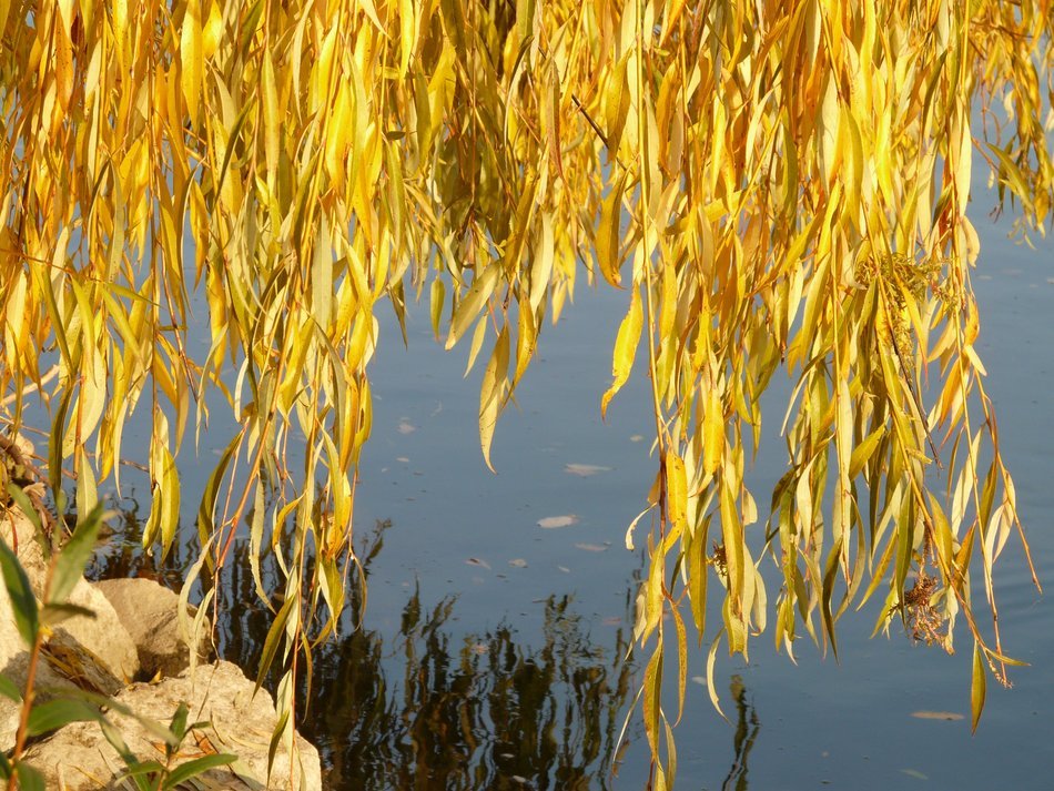 willow leaves over water in autumn