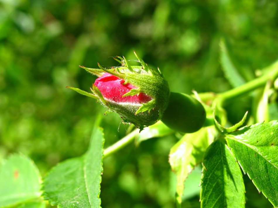 rosebud in spring close-up on blurred background