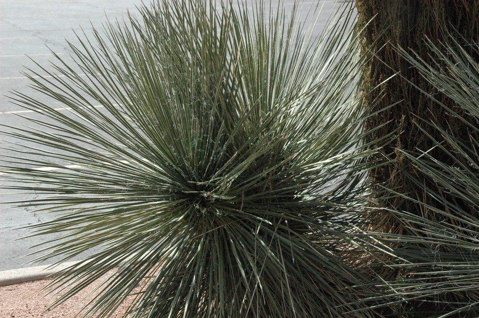 plant with thin green leaves