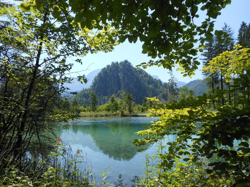 view from behind the trees to the lake almsee