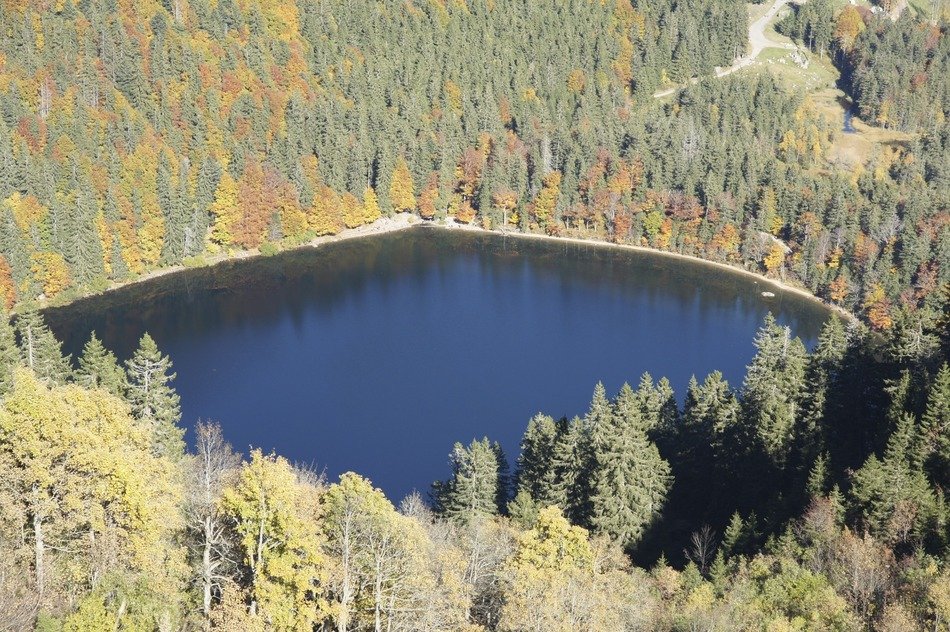 Forest and lake in the autumn