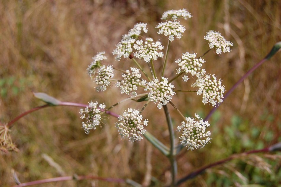 Close-up of the beautiful, delicate, white wildflowers