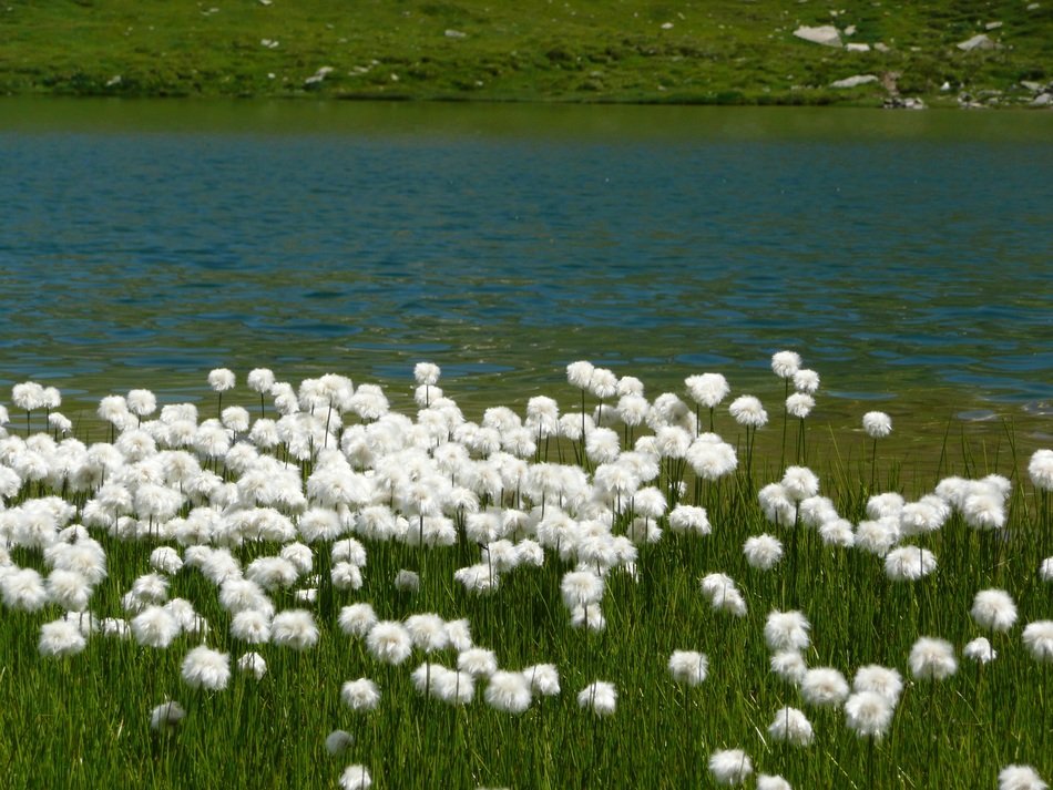 White flowers on the lake