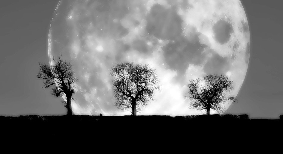 trees silhouettes on a moon background