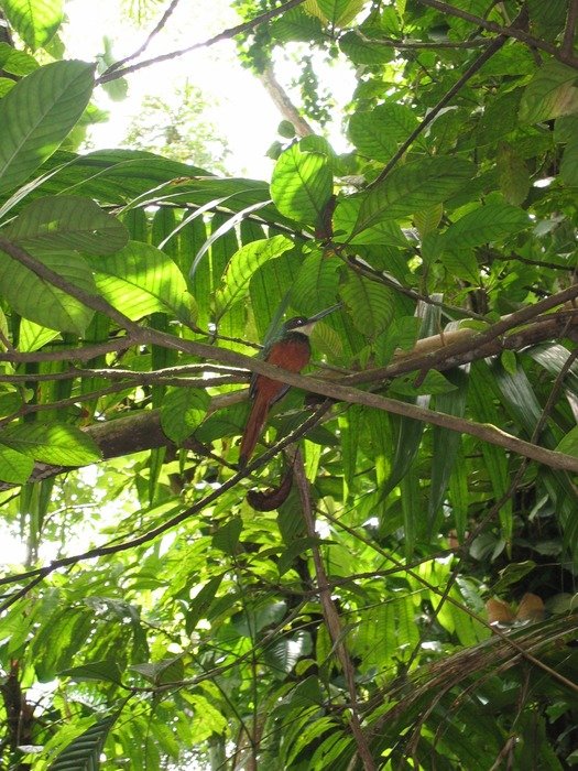 bird in the rainforest in the caribbean