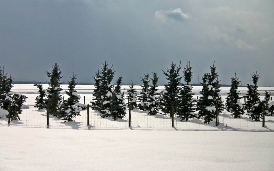 coniferous trees on the field with snow