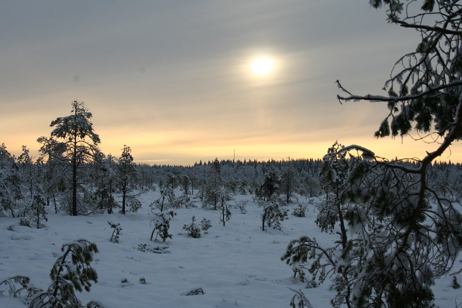 Landscape of snowy forest in tammela