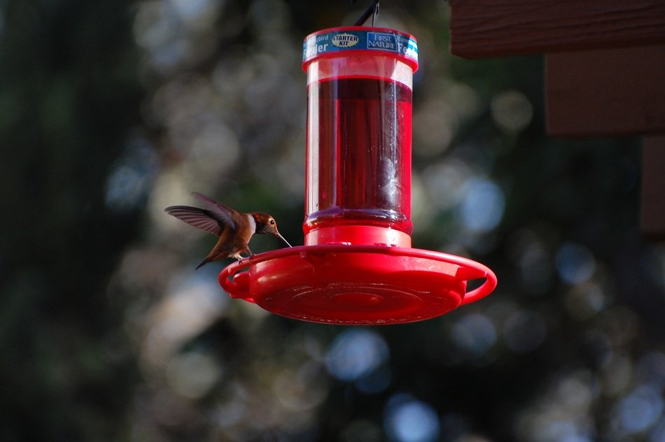 hummingbird on a red feeding trough among the plants