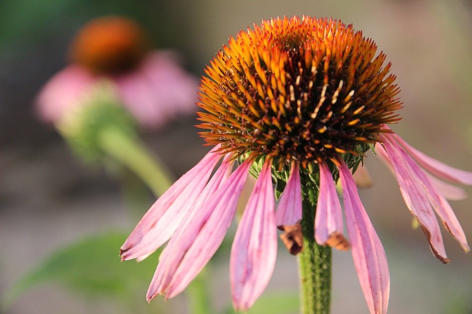 lovely echinacea in the sunshine