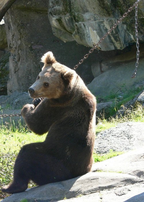 brown bear on chain on a sunny day