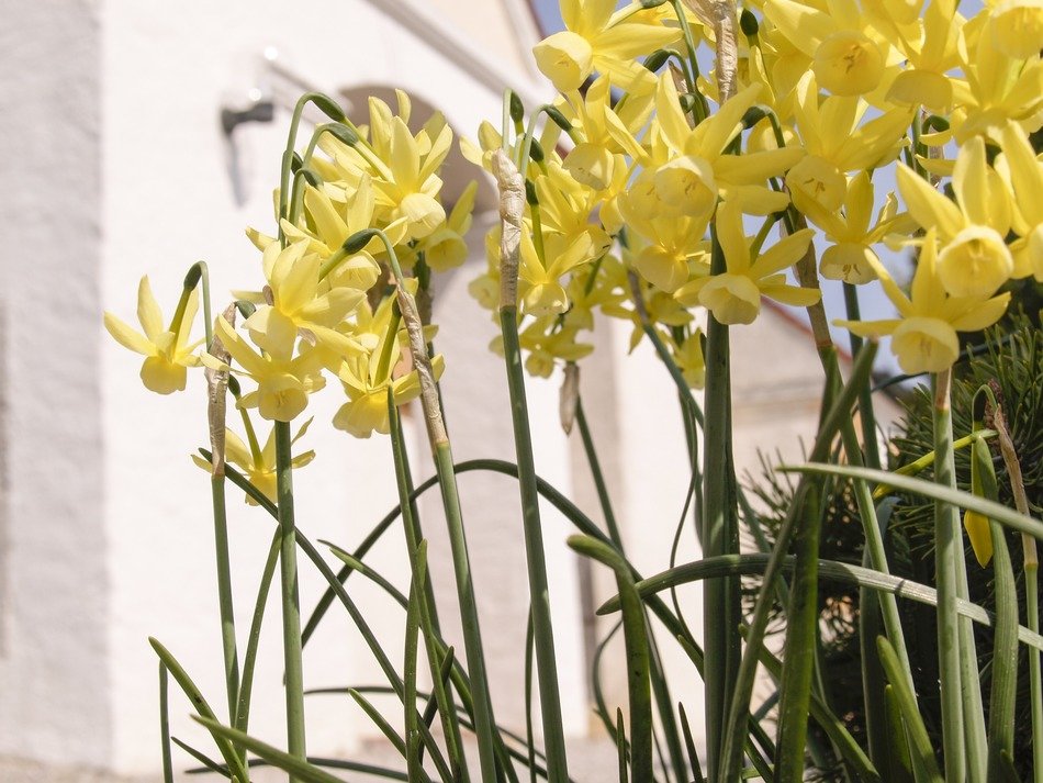 yellow daffodils near the house on the garden