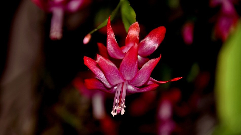blooming christmas cactus close-up