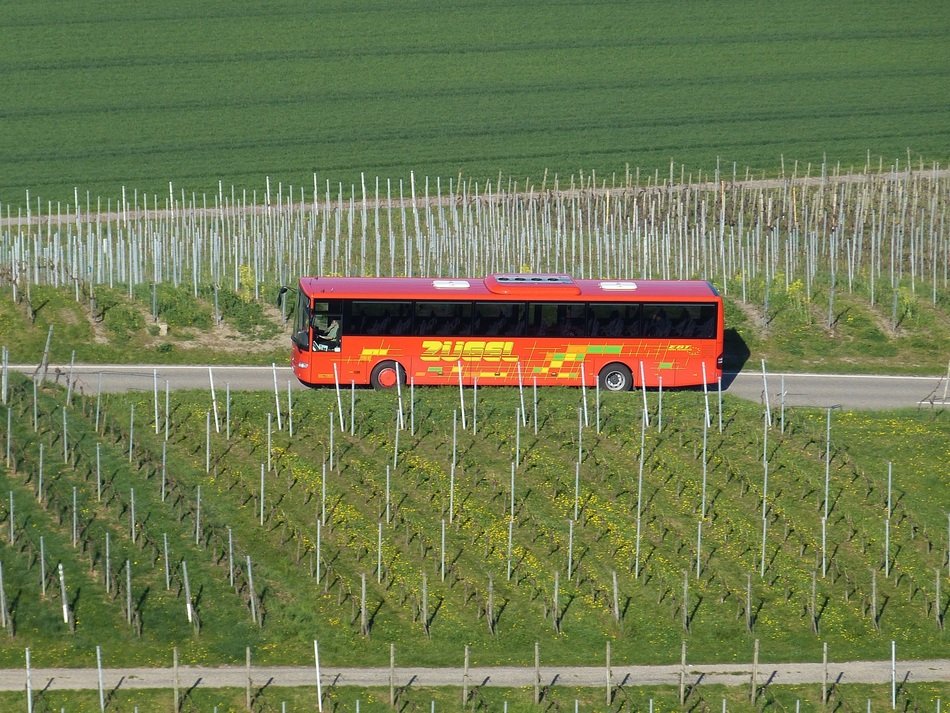 red bus goes through the vineyards