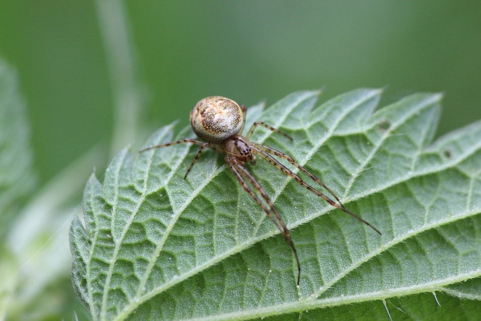 Close-up of the spider on the green leaf in the forest