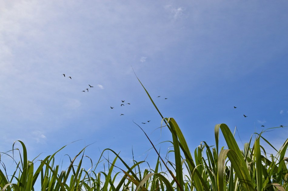field sky birds view