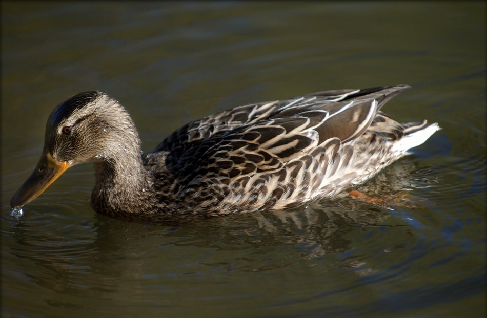 ordinary lake duck