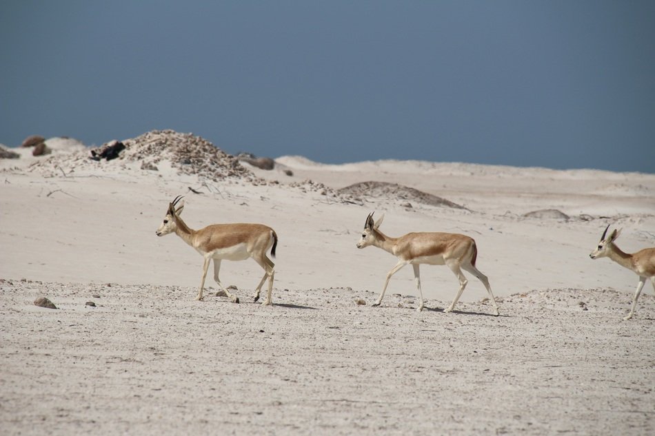 animals in the desert on a sunny day