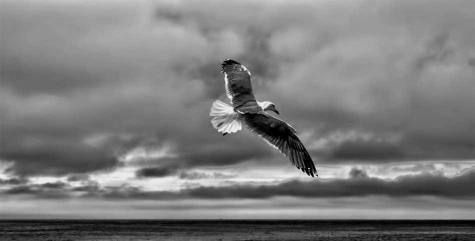 gull sea fly bird