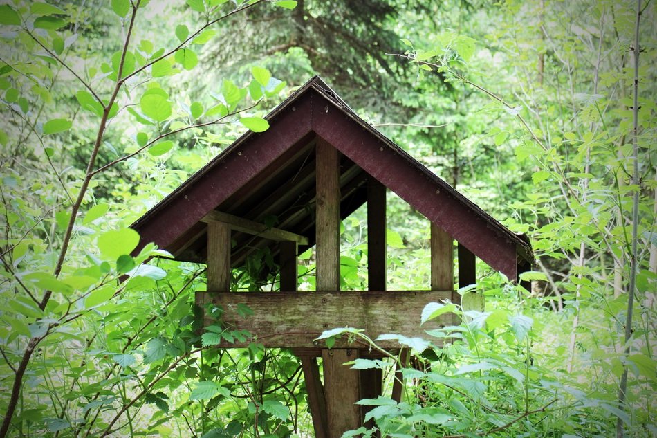 Beautiful, wooden aviary for birds among the green plants