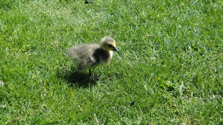 small grey chick of waterfowl on lawn