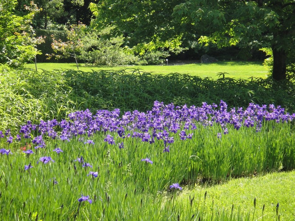 blue irises on the lawn in the park