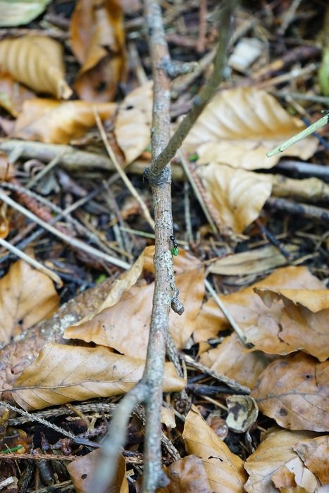 dry leaves on the branches on the ground